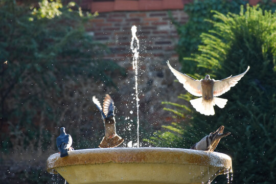 Palomas danzando alrededor de un chorro de agua bajo el sol