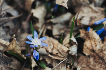 First blue spring flowers in the forest. Hepatica Nobilis. Close up. High quality photo