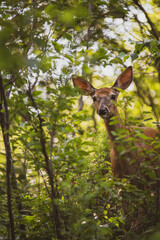 Curious deer peaking through the woods. Forest and doe in summer.