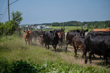 Cows walking in a row outside in summer pasture