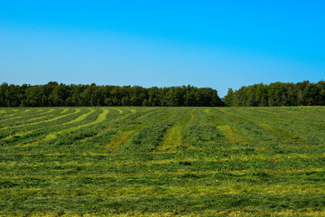 A farmer's field of fresh green grass recently mowed in rows. The hay is piled up in long lines or rows. The field is large pasture land. The hay is drying for animal consumption. 