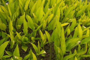 Refreshing green arrow arum leaves.
