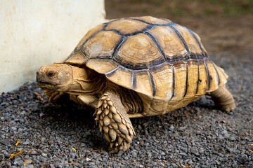 Close up African Sulcata Tortoise