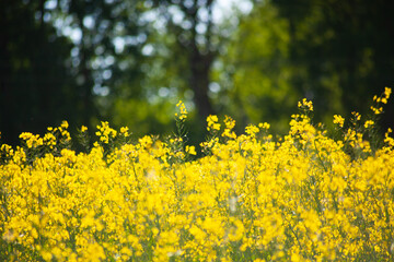 Beautiful natural landscape. Rural landscape. Yellow rapeseed field against the backdrop of a green forest. Processing of agricultural fields of rapeseed. Natural background.