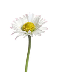 Beautiful bellis perennis (daisy) flower isolated on white © New Africa