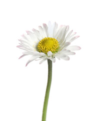 Beautiful bellis perennis (daisy) flower isolated on white