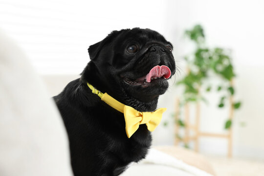 Cute Pug dog with yellow bow tie on neck in room