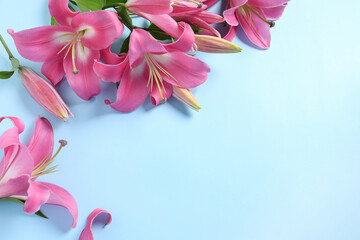 Beautiful pink lily flowers on light blue background. Space for text