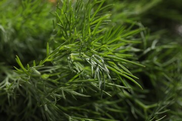 Fresh green dill as background, closeup view