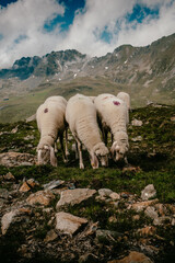 3 sheeps in the mountains