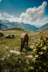 horse in a beautiful mountain landscape