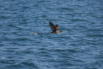 Obraz premium Cormorant flying close to the surface of the sea phalacrocorax carbo