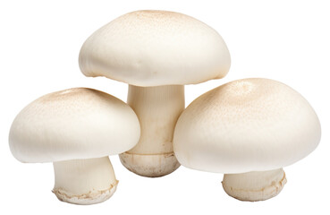 White champignon mushrooms isolated.