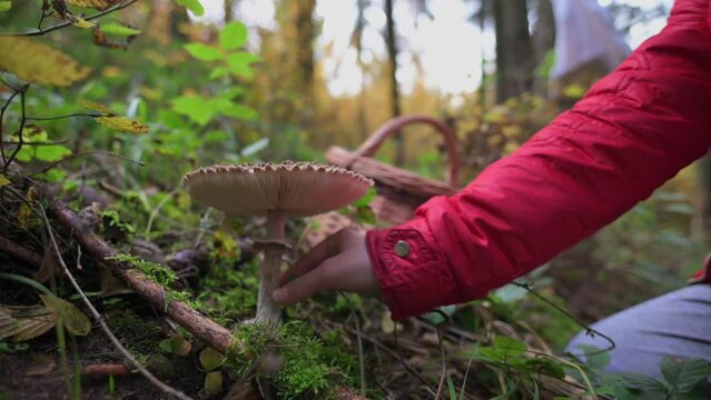 Hand Harvests Parasol Mushroom into Wicker Basket Amid Autumn Forest