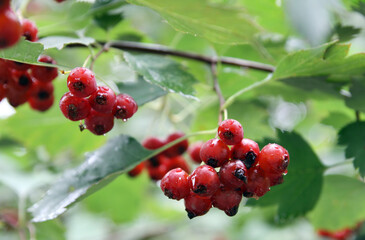 Obraz premium redhaw hawthorn or Siberian hawthorn (lat.- Crataegus sanguinea)