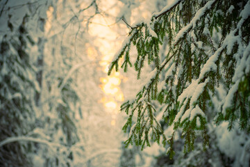 the branch at sunset
