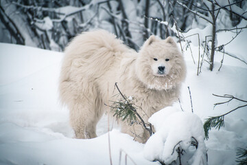 dog in snow