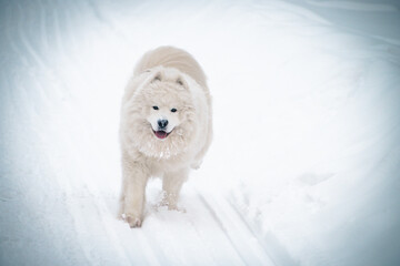 white dog in the snow