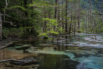 長野県上高地岳沢湿原 