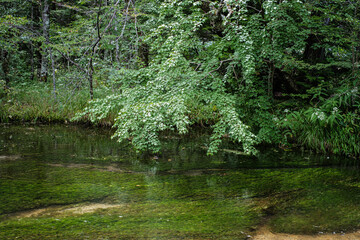Obraz premium 長野県上高地田代池 の上の緑さす葉 