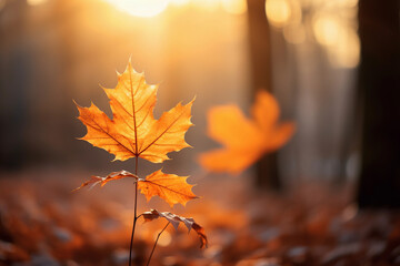 Naklejka na ściany i meble Vibrant Orange Autumn Maple Leaf Close-up