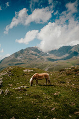 horse in mountains grazing