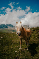 brown horse in the mountains