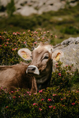 cow in the flower field