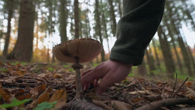 Forager Picks Parasol Mushroom (Macrolepiota procera) in Autumn Woods
