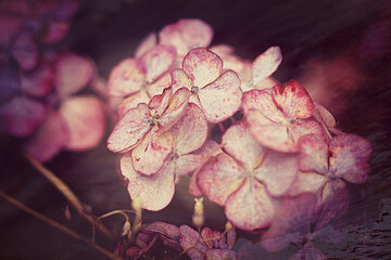 pink hydrangea in the garden