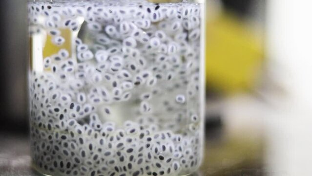  sabja or sweet basil seeds soaked in water in a glass and stirred with a spoon. Consuming this has many health benefits and this diet promotes weight loss