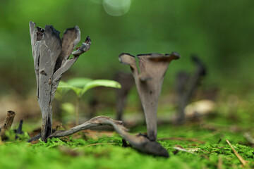 mushroom on moss in forest, abstract natural background. Mushroom picking, fall time concept. High quality photo
