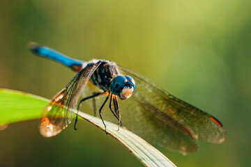 Close-Up Dragonfly: A Fascinating Macro View of Nature's Beauty. High quality photo