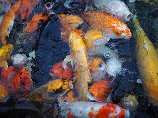 Obraz na płótnie Canvas Koi fish swim in the pond. Some fish open their mouths above the water to receive food. Koi fish come in many colors such as orange, gold, black, red scales. In garden have beautiful koi fish in pond.