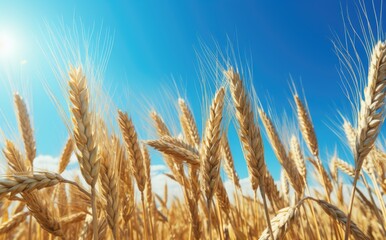 Fototapeta premium Yellow agricultural field with ripe wheat against the blue sky. ears of wheat close-up