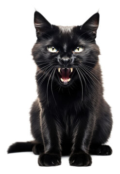 Black Cat Hissing Isolated on Transparent Background
