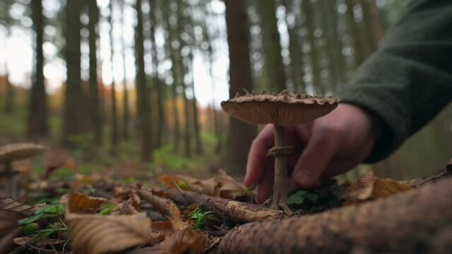 Hand Picks Parasol Mushroom, Close-Up View, Soft Forest Light