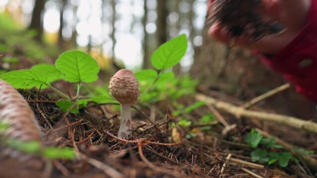 Skillfully Picking Two Parasol Mushrooms in a Calming Autumn Forest