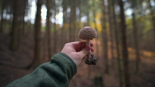 POV: Examining a Parasol Mushroom in Colorful Autumn Forest at Dawn