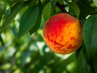  Garden with red peaches. Colourful red peach fruit with green leaves on tree ready to be harvested