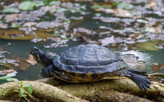 turtle sunbathing close to a pond.