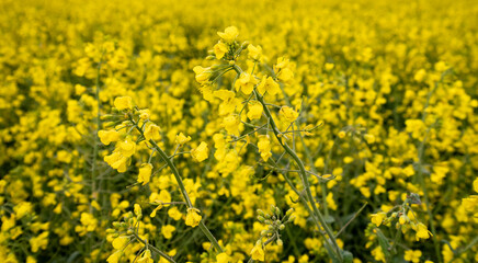 Rivers, Canals and Countryside in the UK