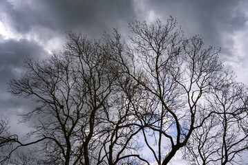 Trees and Tree Branches with Dramatic Skies 