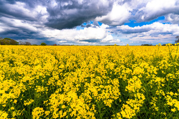 Obraz premium Rapeseed Crops in the UK 
