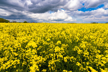 Obraz premium Rapeseed Crops in the UK 