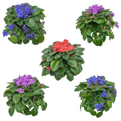 African violet. Set of flowers isolated on transparent background. Cutout plants for garden design or landscaping. High quality clipping mask for professionnal composition. Flower bed. - obrazy, fototapety, plakaty