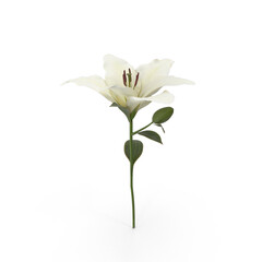 white lily png  isolated on white