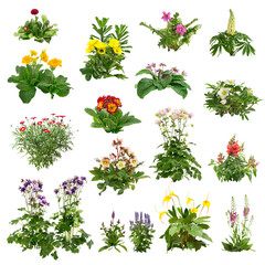 Set of flowers isolated on transparent background. Cutout plants for garden design or landscaping. High quality clipping mask for professionnal composition. Flower bed. - obrazy, fototapety, plakaty