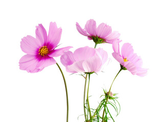 pink flower png  isolated on white