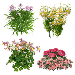 Set of flowers isolated on transparent background. Cutout plants for garden design or landscaping. High quality clipping mask for professionnal composition. Flower bed.